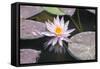 Hardy Waterlily, Usa-Lisa S. Engelbrecht-Framed Stretched Canvas