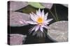 Hardy Waterlily, Usa-Lisa S. Engelbrecht-Stretched Canvas