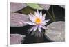 Hardy Waterlily, Usa-Lisa S. Engelbrecht-Framed Photographic Print