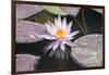 Hardy Waterlily, Usa-Lisa S. Engelbrecht-Framed Photographic Print