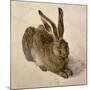 Hare, 1502-Albrecht Dürer-Mounted Giclee Print