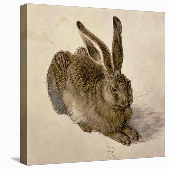 Hare, 1502-Albrecht Dürer-Stretched Canvas