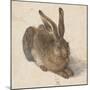 Hare, 1502-Albrecht Dürer-Mounted Giclee Print