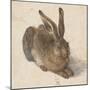 Hare, 1502-Albrecht Dürer-Mounted Premium Giclee Print