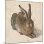 Hare, 1502-Albrecht Dürer-Mounted Giclee Print