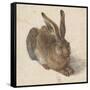Hare, 1502-Albrecht Dürer-Framed Stretched Canvas