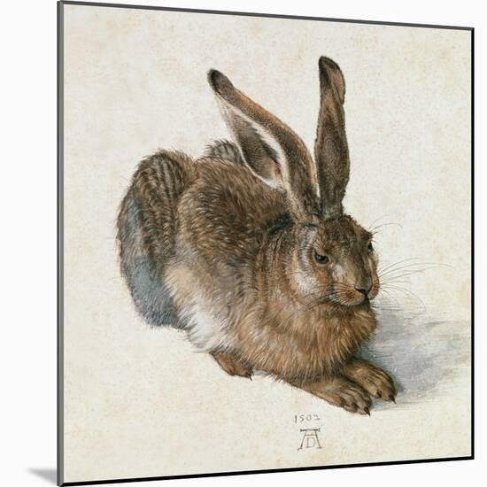 Hare, 1502-Albrecht Dürer-Mounted Giclee Print