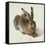 Hare, 1502-Albrecht Dürer-Framed Stretched Canvas