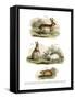 Hare, 1860-null-Framed Stretched Canvas