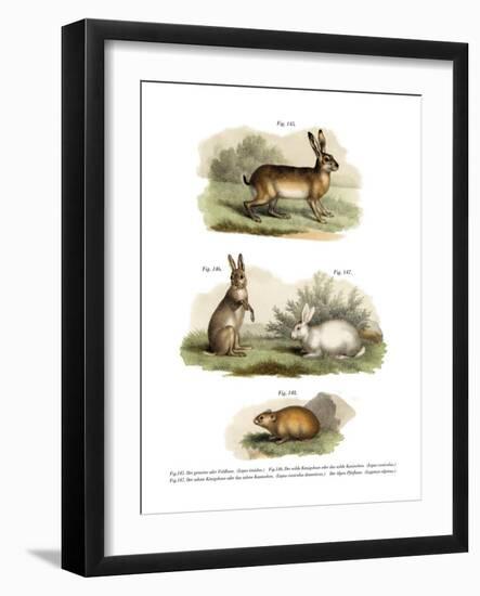Hare, 1860-null-Framed Giclee Print