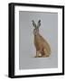 Hare, 2021 (watercolour)-Eleanor Grafton-Framed Giclee Print