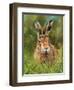 hare 2-David Stribbling-Framed Art Print