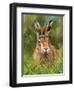 hare 2-David Stribbling-Framed Art Print