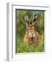 hare 2-David Stribbling-Framed Art Print