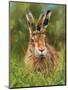 hare 2-David Stribbling-Mounted Art Print