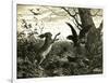 Hare Austria 1891-null-Framed Giclee Print