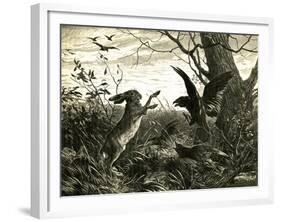 Hare Austria 1891-null-Framed Giclee Print