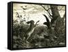 Hare Austria 1891-null-Framed Stretched Canvas