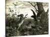 Hare Austria 1891-null-Stretched Canvas