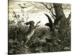 Hare Austria 1891-null-Stretched Canvas