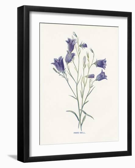 Hare-Bell-Gwendolyn Babbitt-Framed Art Print