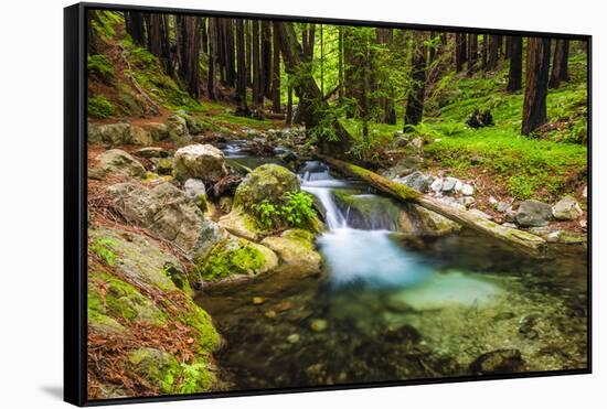 Hare Creek and Redwoods, Limekiln State Park, Big Sur, California, Usa-Russ Bishop-Framed Stretched Canvas