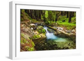 Hare Creek and Redwoods, Limekiln State Park, Big Sur, California, Usa-Russ Bishop-Framed Photographic Print