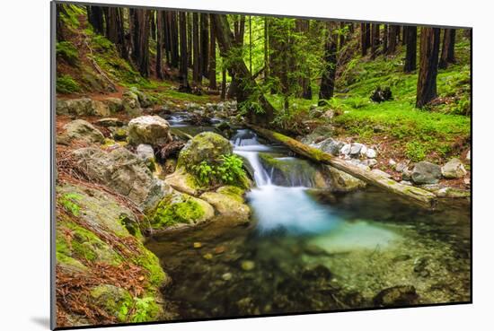 Hare Creek and Redwoods, Limekiln State Park, Big Sur, California, Usa-Russ Bishop-Mounted Photographic Print