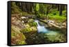 Hare Creek and Redwoods, Limekiln State Park, Big Sur, California, Usa-Russ Bishop-Framed Stretched Canvas