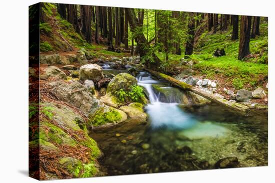 Hare Creek and Redwoods, Limekiln State Park, Big Sur, California, Usa-Russ Bishop-Stretched Canvas