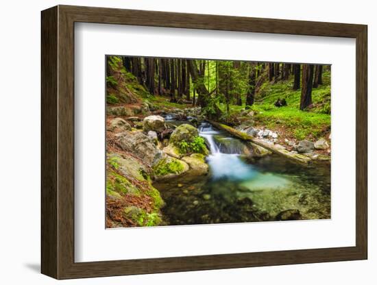 Hare Creek and Redwoods, Limekiln State Park, Big Sur, California, Usa-Russ Bishop-Framed Photographic Print