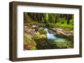 Hare Creek and Redwoods, Limekiln State Park, Big Sur, California, Usa-Russ Bishop-Framed Photographic Print