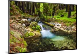 Hare Creek and Redwoods, Limekiln State Park, Big Sur, California, Usa-Russ Bishop-Mounted Photographic Print