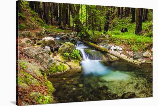 Hare Creek and Redwoods, Limekiln State Park, Big Sur, California, Usa-Russ Bishop-Stretched Canvas