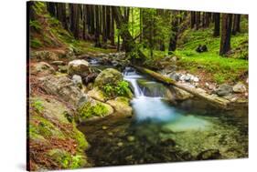 Hare Creek and Redwoods, Limekiln State Park, Big Sur, California, Usa-Russ Bishop-Stretched Canvas