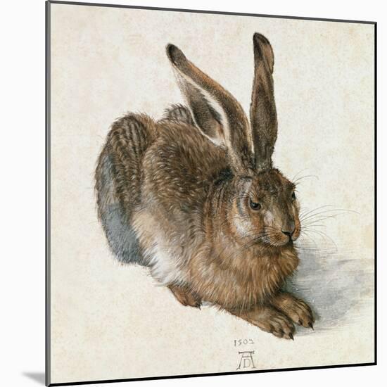 Hare-Hase. Watercolour.-Albrecht Dürer-Mounted Giclee Print