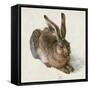 Hare-Hase. Watercolour.-Albrecht Dürer-Framed Stretched Canvas