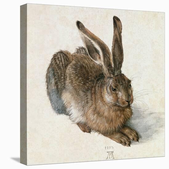 Hare-Hase. Watercolour.-Albrecht Dürer-Stretched Canvas