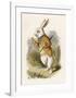 Hare-null-Framed Giclee Print