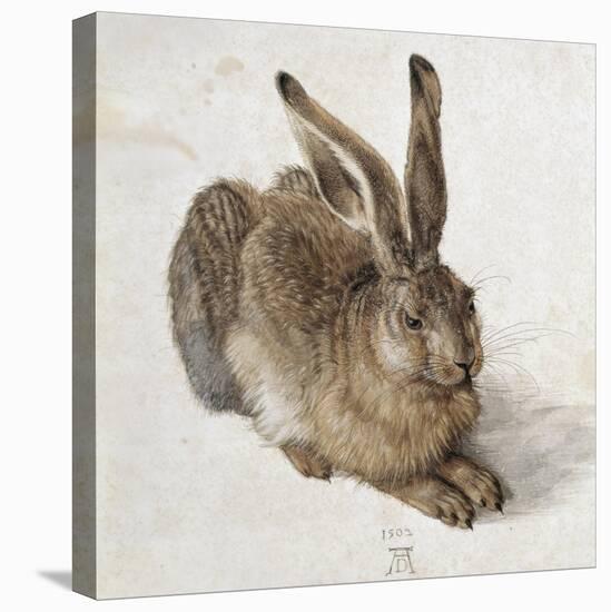 Hare-Albrecht Dürer-Stretched Canvas