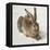 Hare-Albrecht Dürer-Framed Stretched Canvas