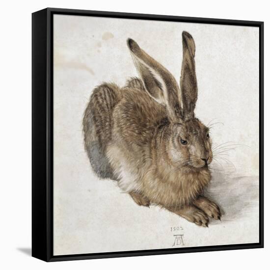 Hare-Albrecht Dürer-Framed Stretched Canvas