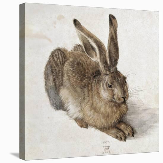 Hare-Albrecht Dürer-Stretched Canvas