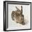 Hare-Albrecht Dürer-Framed Art Print