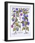 Harebell and Convovulus, from 'Hortus Eystettensis', by Basil Besler (1561-1629), Pub. 1613 (Hand C-German School-Framed Giclee Print