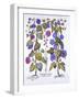 Harebell and Convovulus, from 'Hortus Eystettensis', by Basil Besler (1561-1629), Pub. 1613 (Hand C-German School-Framed Giclee Print