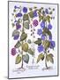 Harebell and Convovulus, from 'Hortus Eystettensis', by Basil Besler (1561-1629), Pub. 1613 (Hand C-German School-Mounted Giclee Print