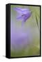 Harebell, Campanula Rotundifolia, Close-Up-Andreas Keil-Framed Stretched Canvas