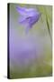 Harebell, Campanula Rotundifolia, Close-Up-Andreas Keil-Stretched Canvas