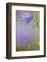 Harebell, Campanula Rotundifolia, Close-Up-Andreas Keil-Framed Photographic Print